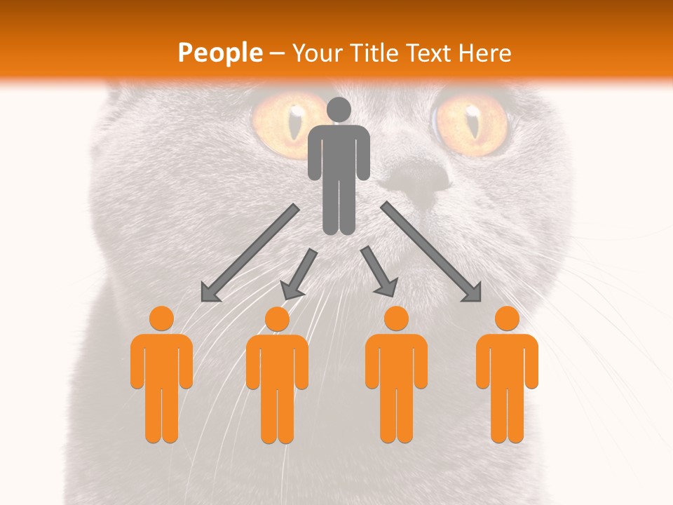 Shorthair Portrait Isolated PowerPoint Template