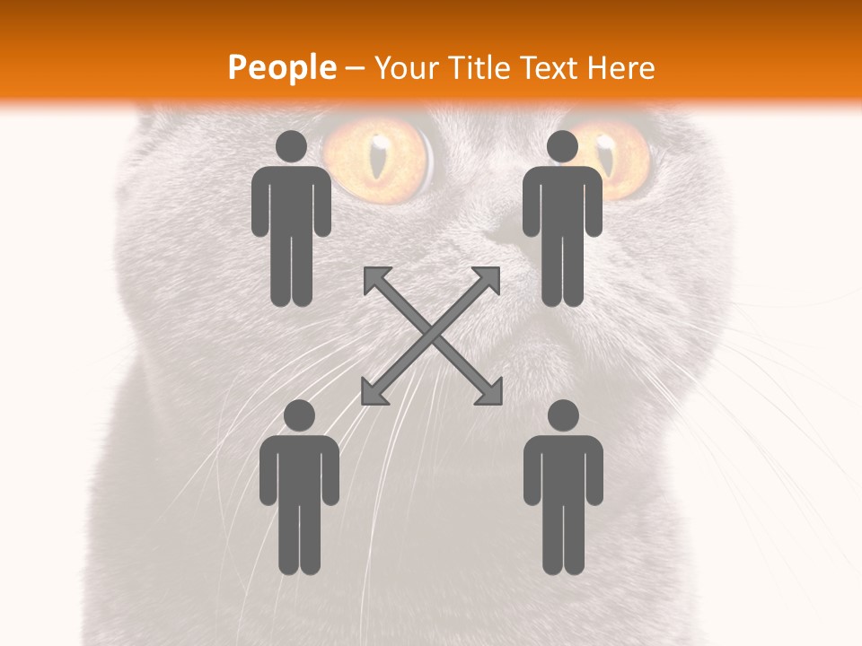 Shorthair Portrait Isolated PowerPoint Template
