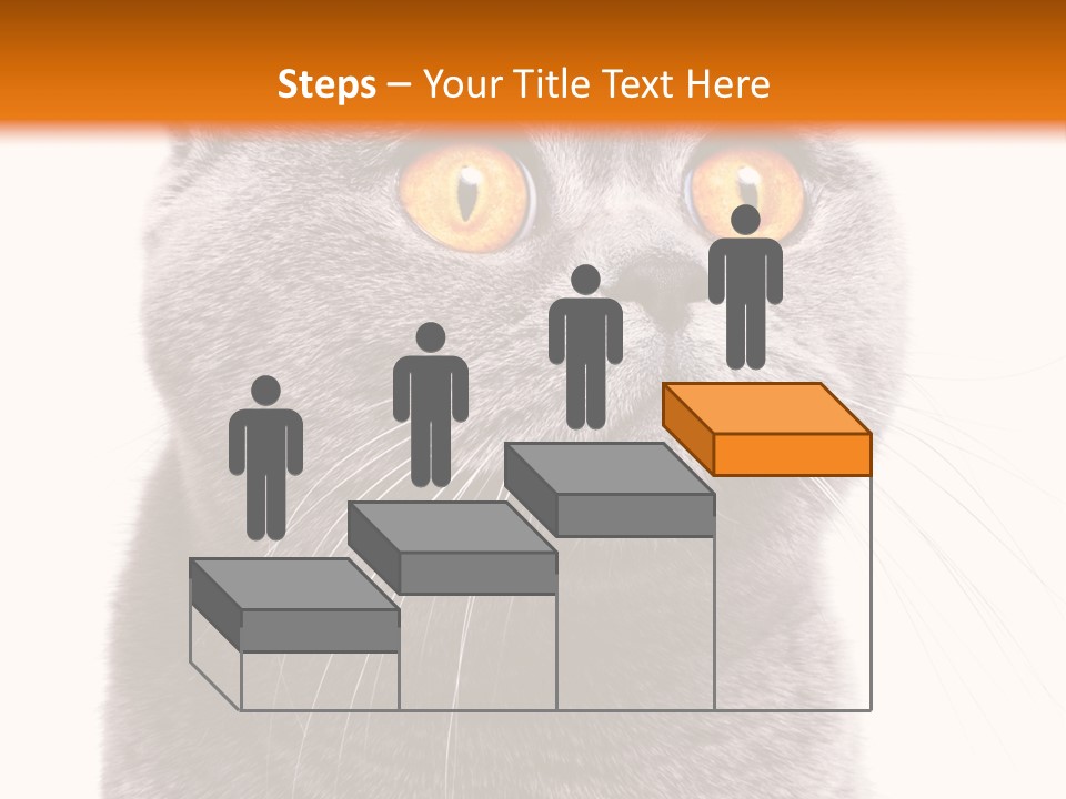 Shorthair Portrait Isolated PowerPoint Template