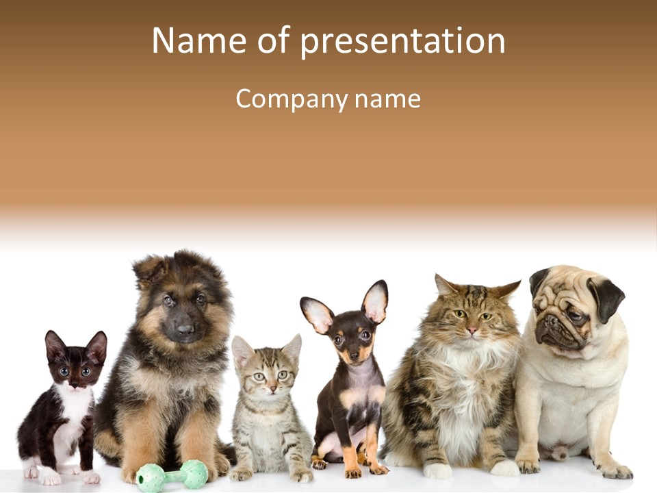 Mops Breed Dog PowerPoint Template