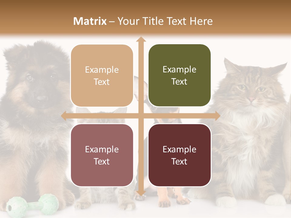 Mops Breed Dog PowerPoint Template