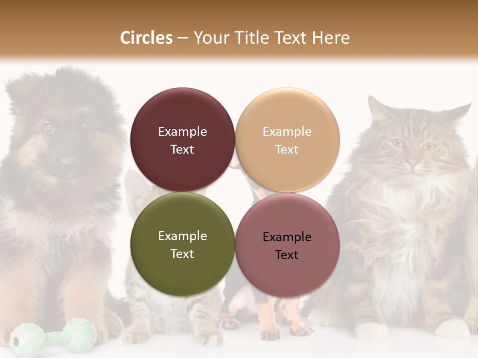 Mops Breed Dog PowerPoint Template