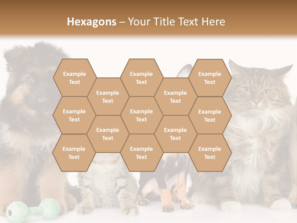 Mops Breed Dog PowerPoint Template