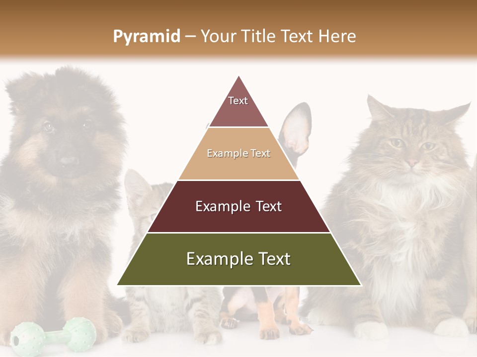 Mops Breed Dog PowerPoint Template