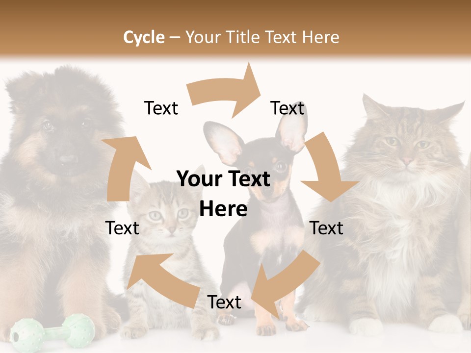 Mops Breed Dog PowerPoint Template