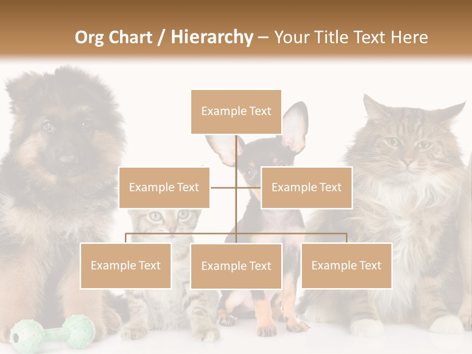 Mops Breed Dog PowerPoint Template