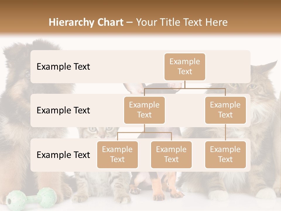 Mops Breed Dog PowerPoint Template