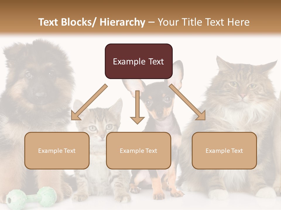 Mops Breed Dog PowerPoint Template