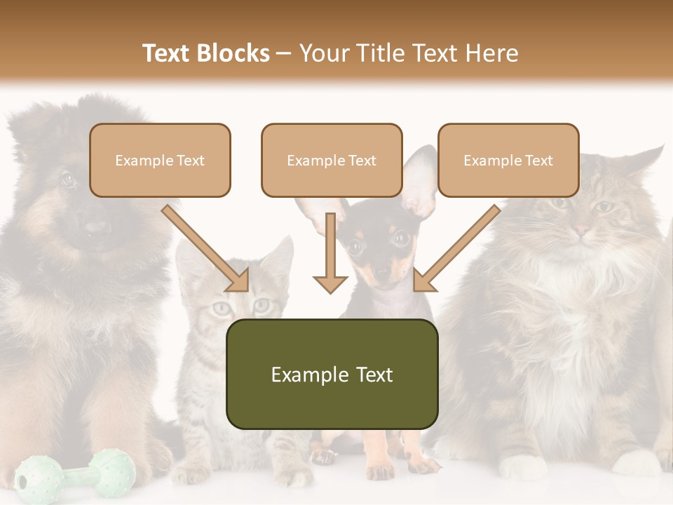 Mops Breed Dog PowerPoint Template