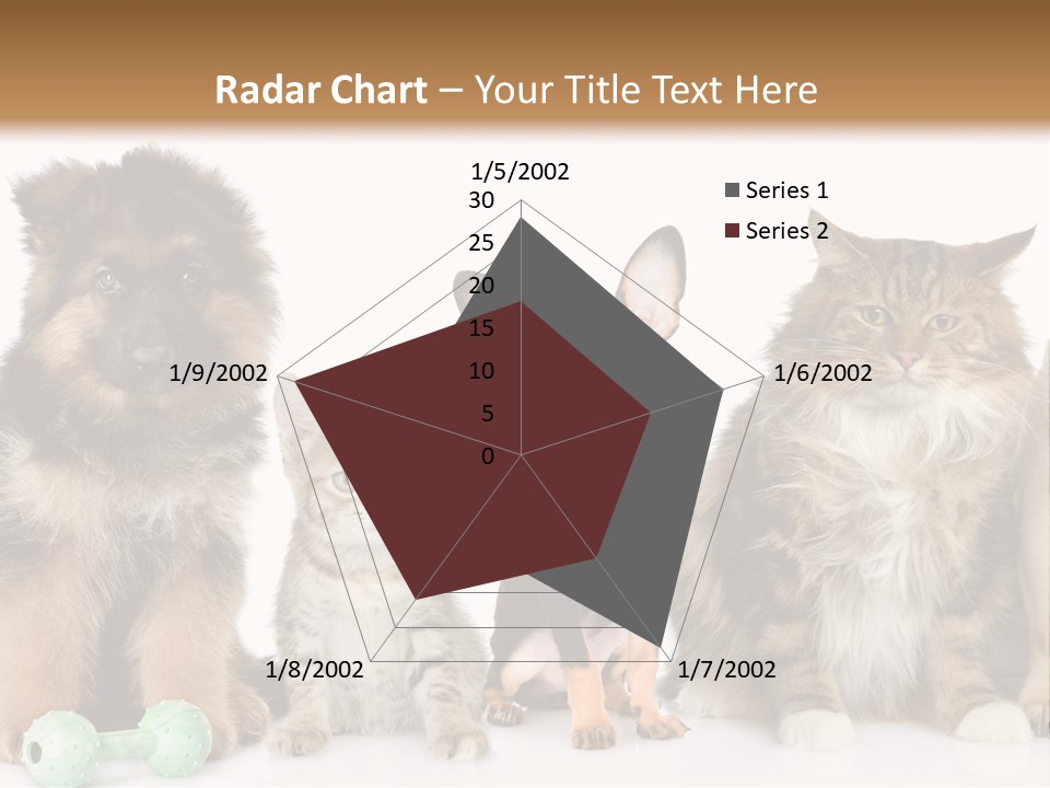 Mops Breed Dog PowerPoint Template