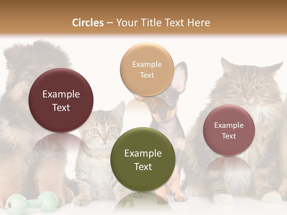 Mops Breed Dog PowerPoint Template