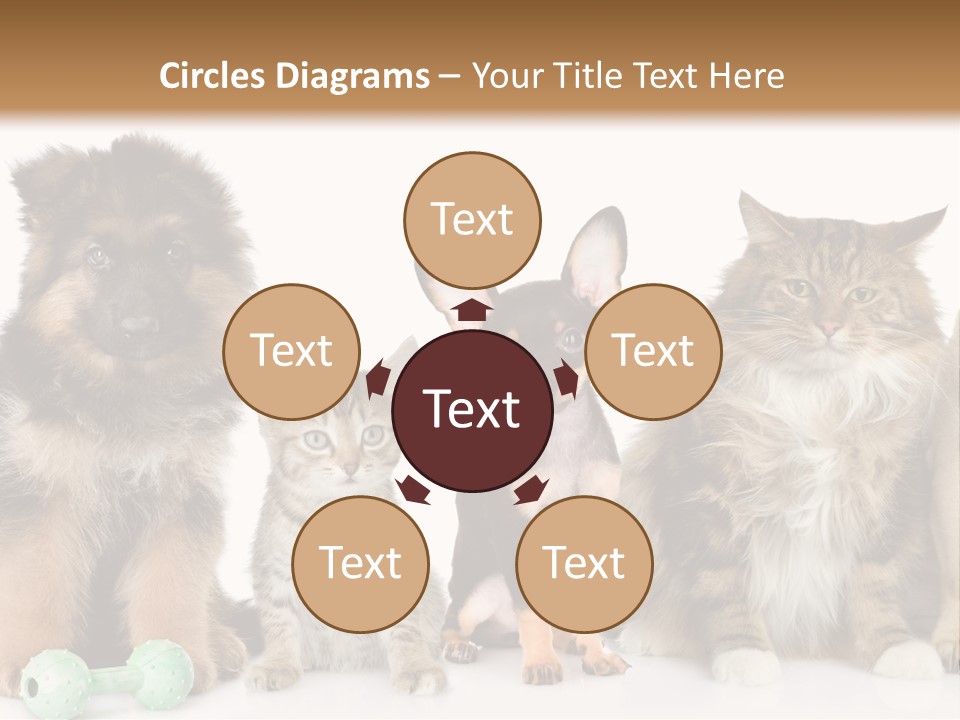 Mops Breed Dog PowerPoint Template