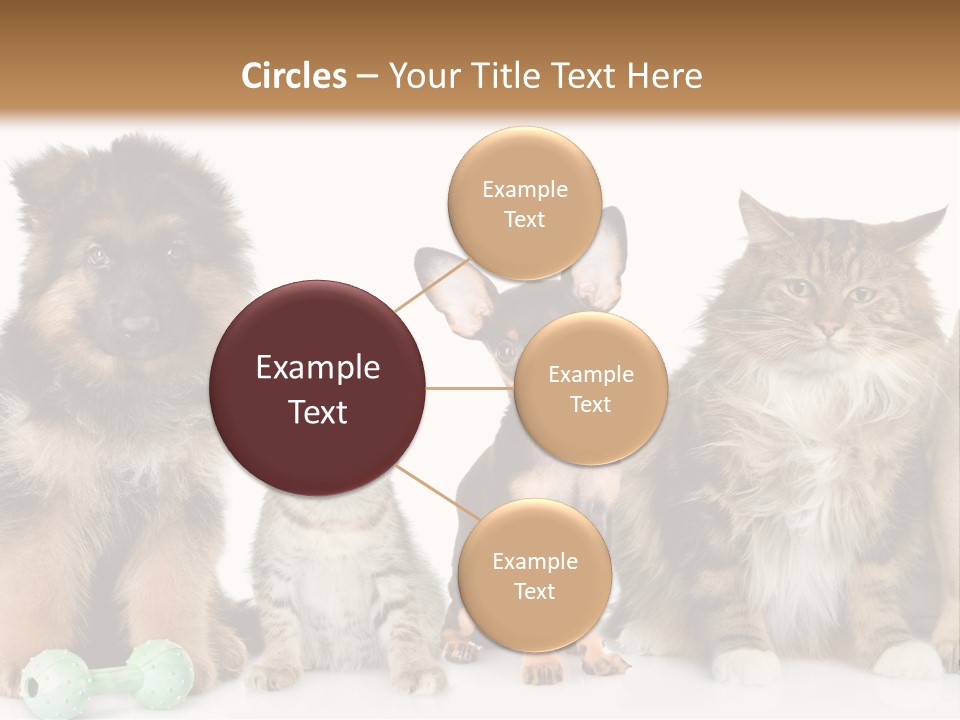 Mops Breed Dog PowerPoint Template