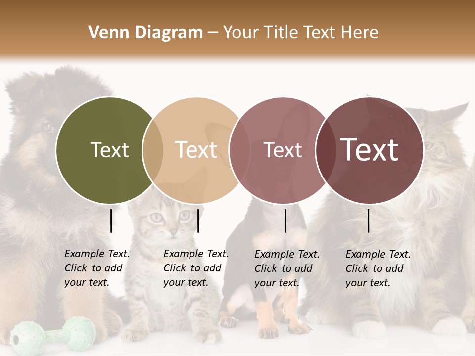 Mops Breed Dog PowerPoint Template