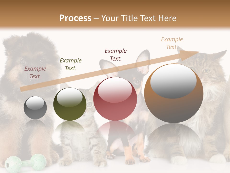 Mops Breed Dog PowerPoint Template