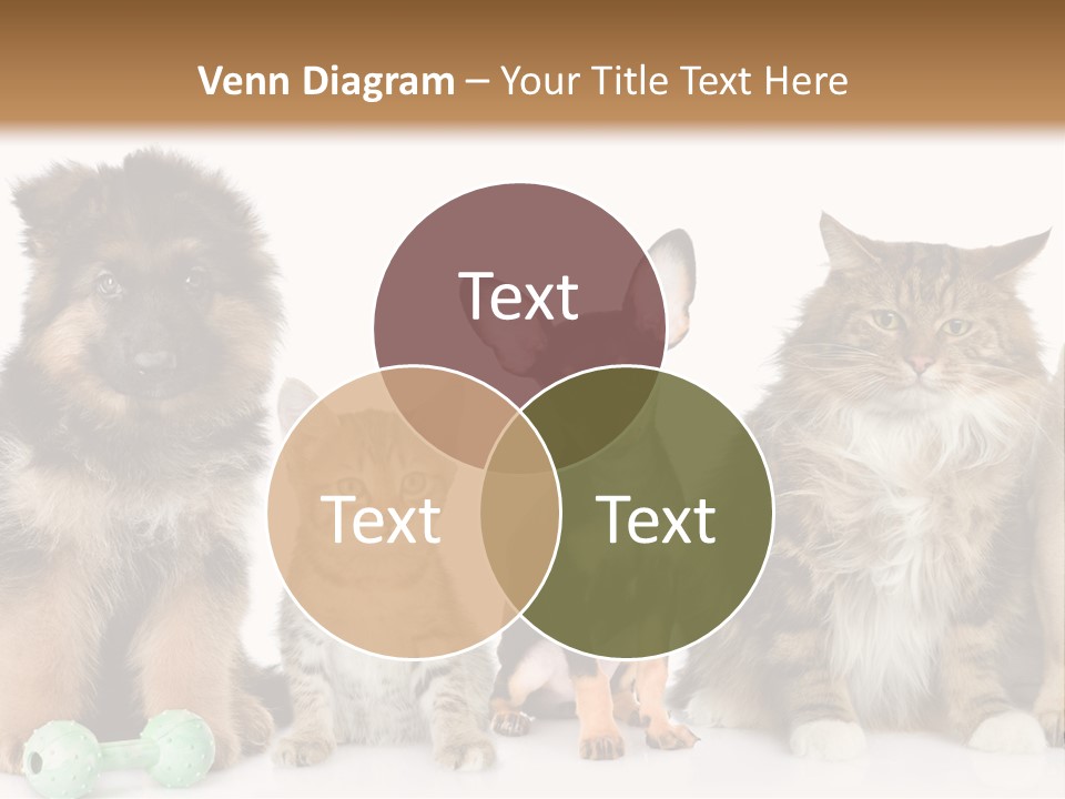 Mops Breed Dog PowerPoint Template