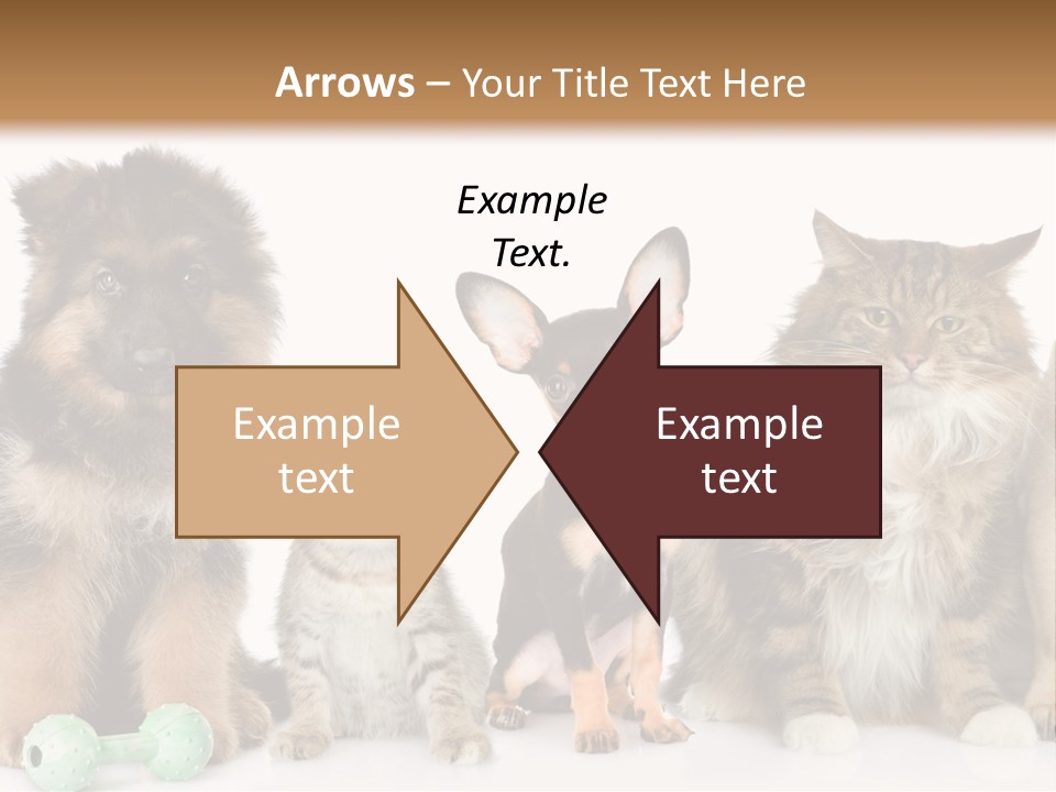 Mops Breed Dog PowerPoint Template