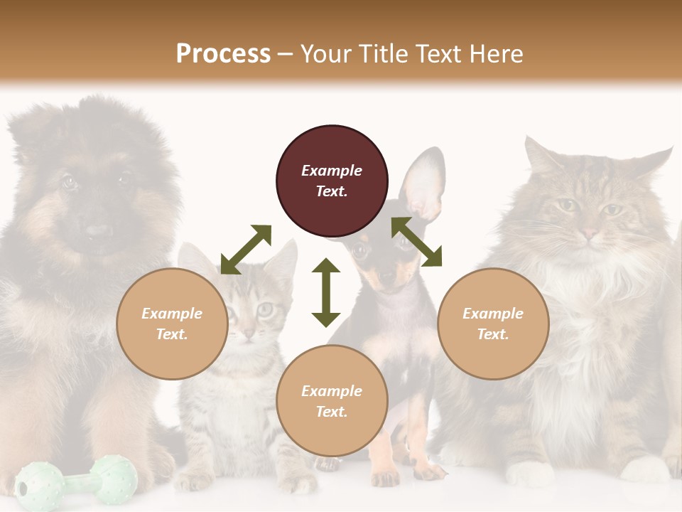 Mops Breed Dog PowerPoint Template