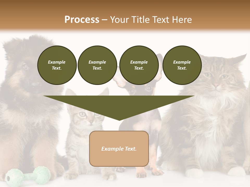 Mops Breed Dog PowerPoint Template