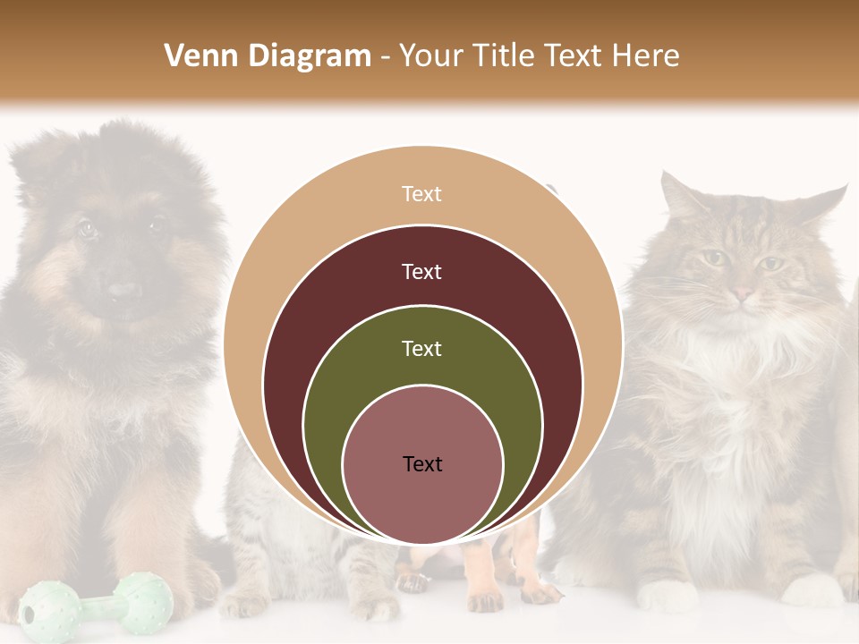 Mops Breed Dog PowerPoint Template