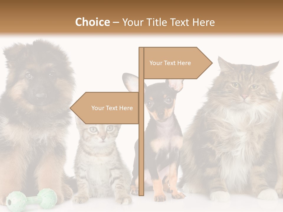 Mops Breed Dog PowerPoint Template