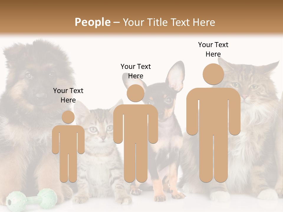 Mops Breed Dog PowerPoint Template