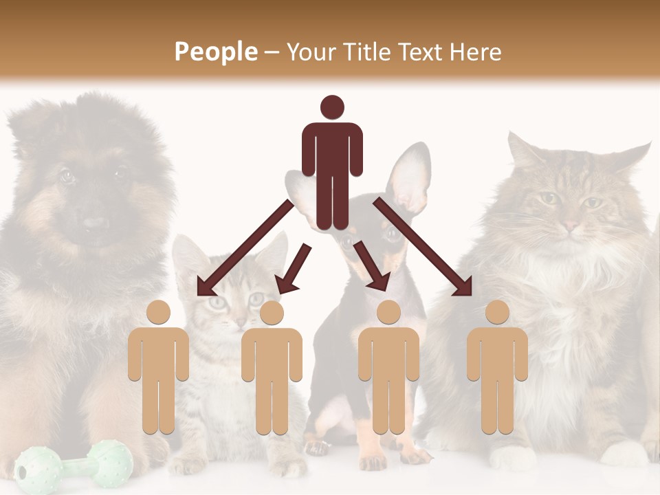 Mops Breed Dog PowerPoint Template
