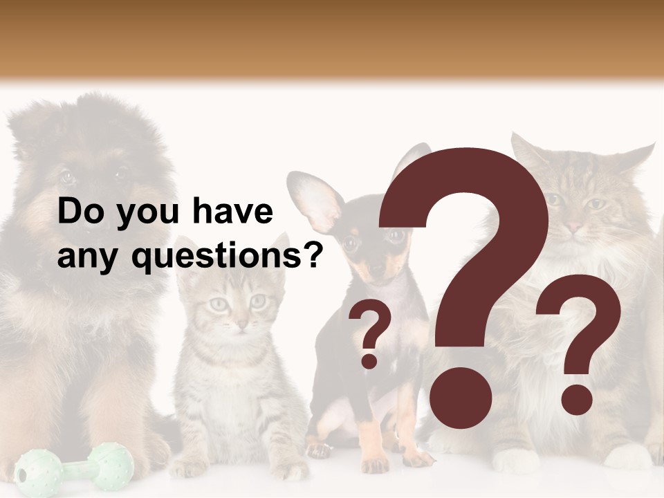 Mops Breed Dog PowerPoint Template