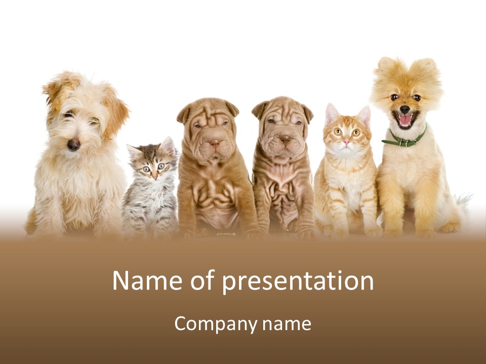 Shar Pei Isolated Curious PowerPoint Template