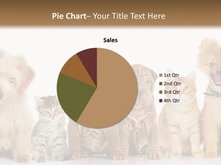 Shar Pei Isolated Curious PowerPoint Template