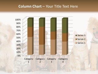 Shar Pei Isolated Curious PowerPoint Template