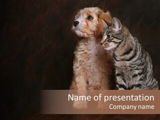 Look Poodle Mix Nature PowerPoint Template