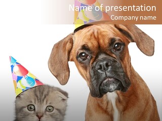 Baby Animals White Boxer Puppy PowerPoint Template