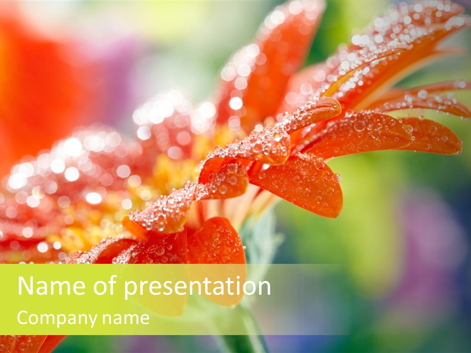 Flora Blooms Daisies PowerPoint Template