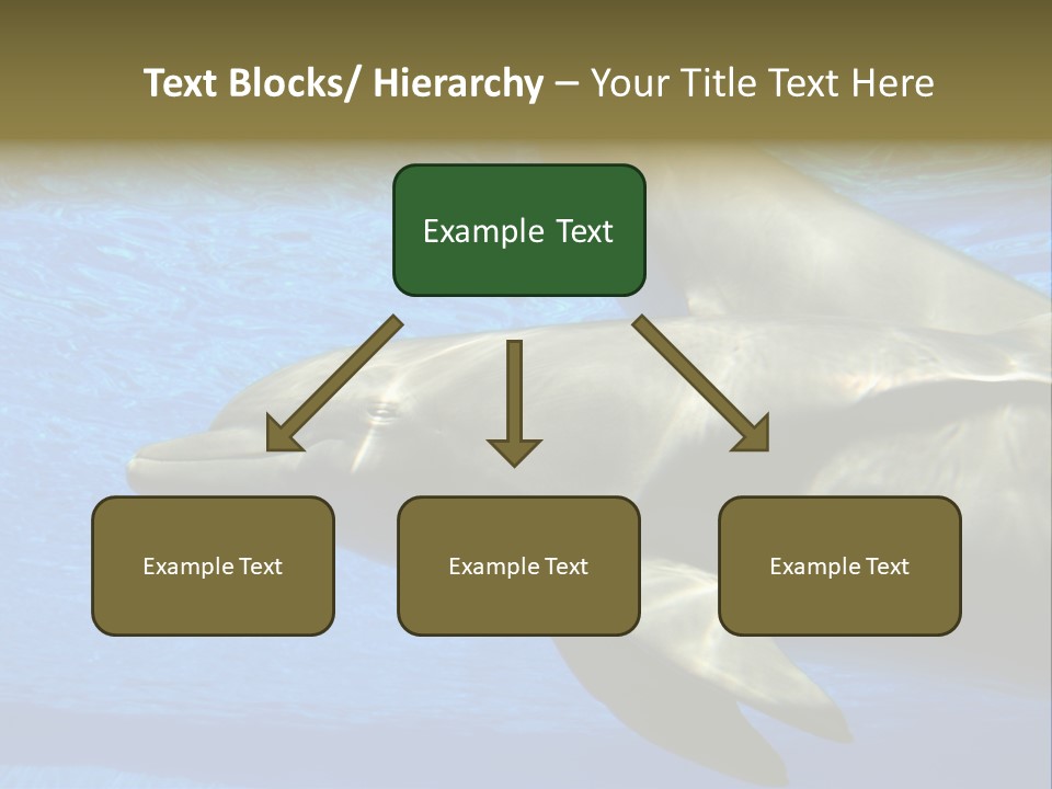 Delphine Pool Mular PowerPoint Template