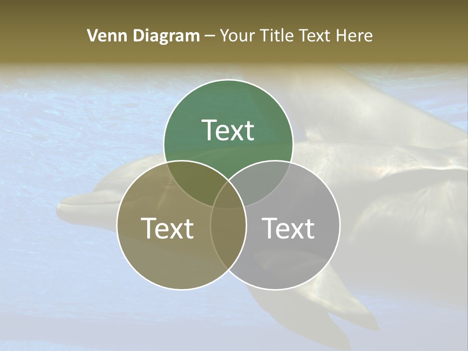 Delphine Pool Mular PowerPoint Template