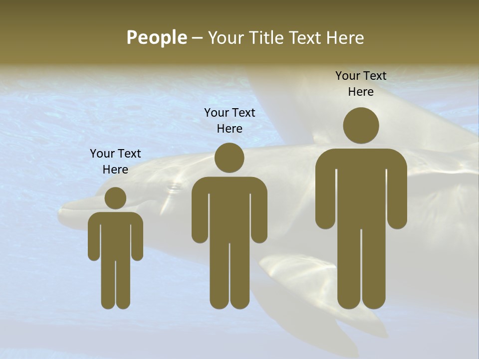 Delphine Pool Mular PowerPoint Template