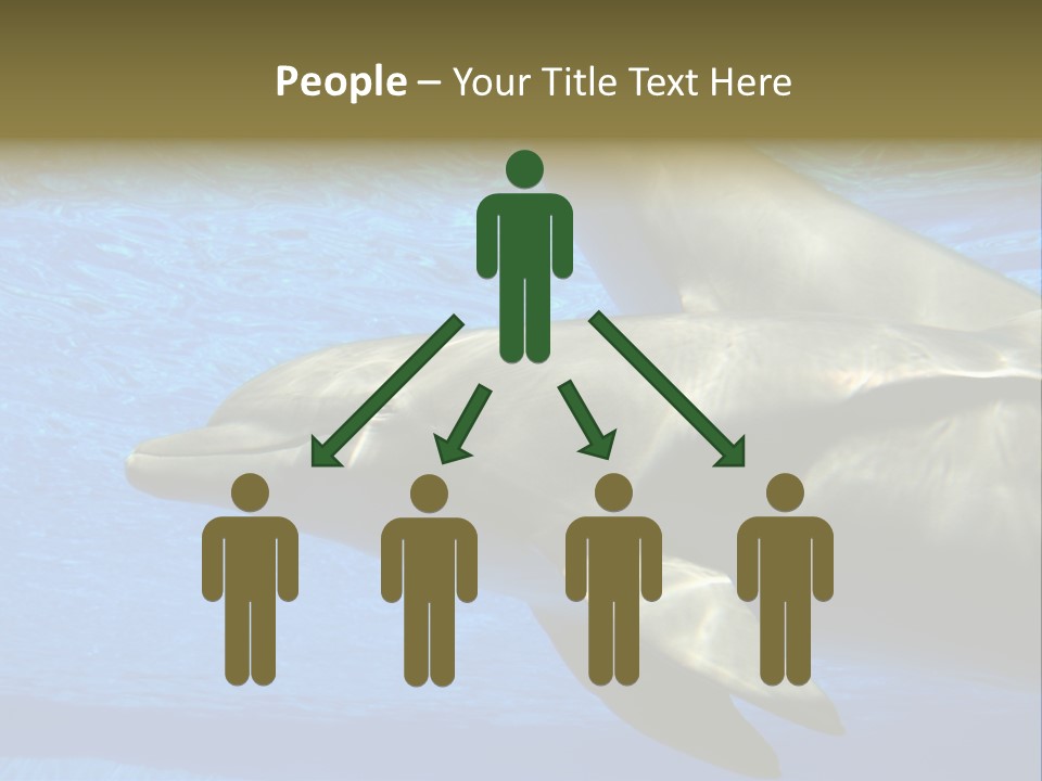 Delphine Pool Mular PowerPoint Template