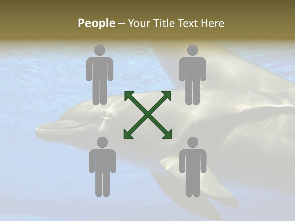 Delphine Pool Mular PowerPoint Template