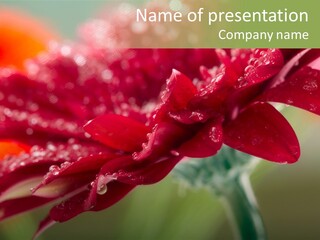 Drops Blooming Fresh PowerPoint Template