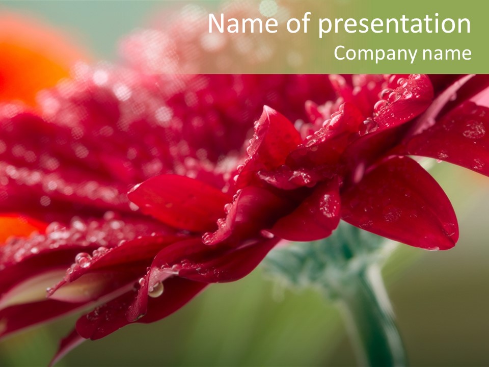 Drops Blooming Fresh PowerPoint Template