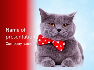Whisker Kitten Isolated PowerPoint Template