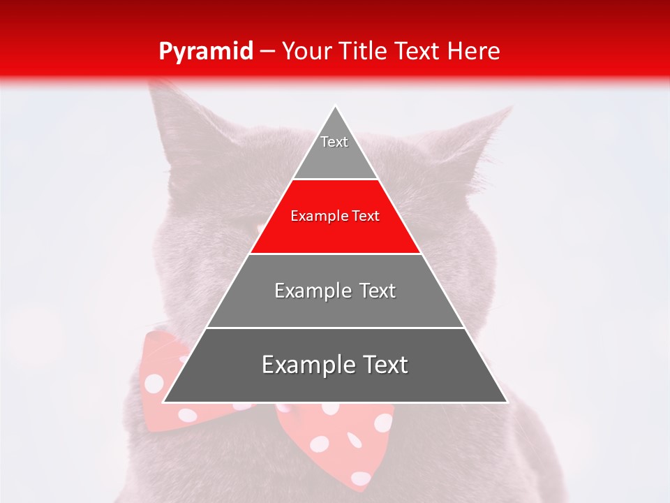 Whisker Kitten Isolated PowerPoint Template