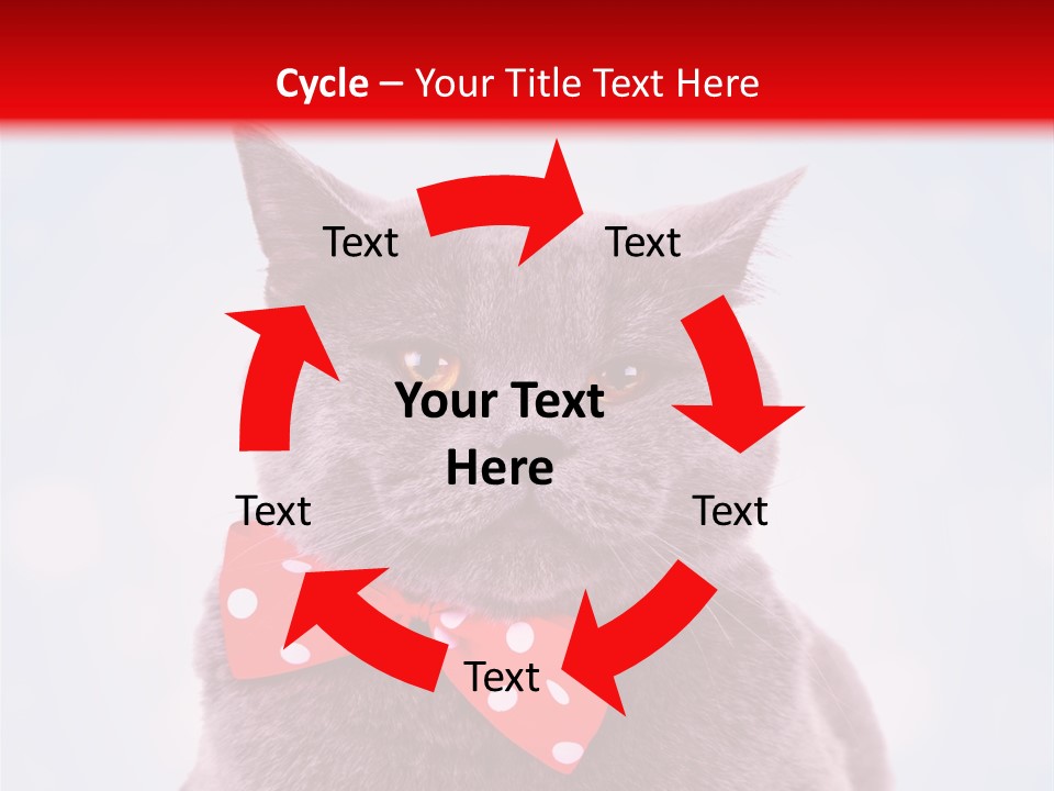 Whisker Kitten Isolated PowerPoint Template