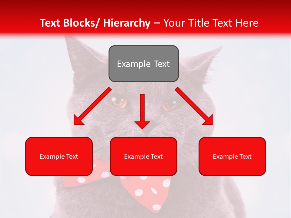 Whisker Kitten Isolated PowerPoint Template