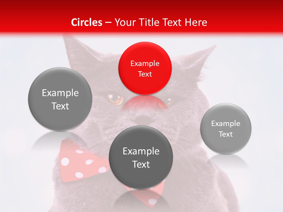 Whisker Kitten Isolated PowerPoint Template