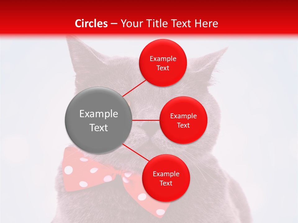 Whisker Kitten Isolated PowerPoint Template