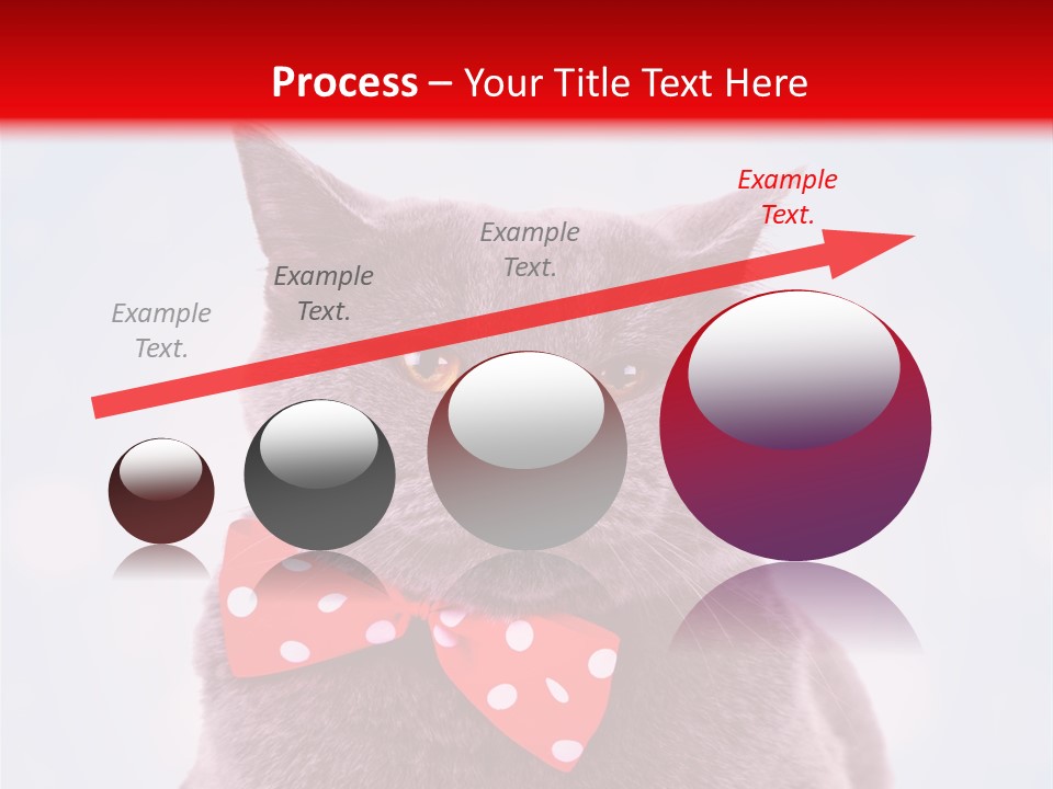 Whisker Kitten Isolated PowerPoint Template