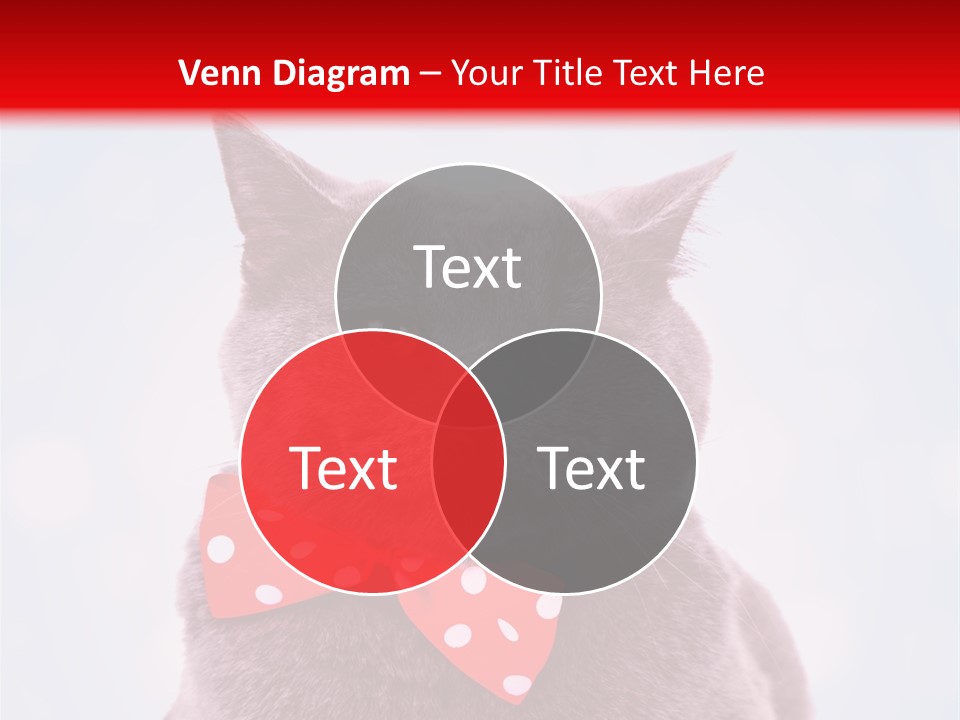 Whisker Kitten Isolated PowerPoint Template