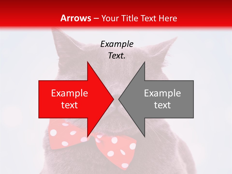 Whisker Kitten Isolated PowerPoint Template